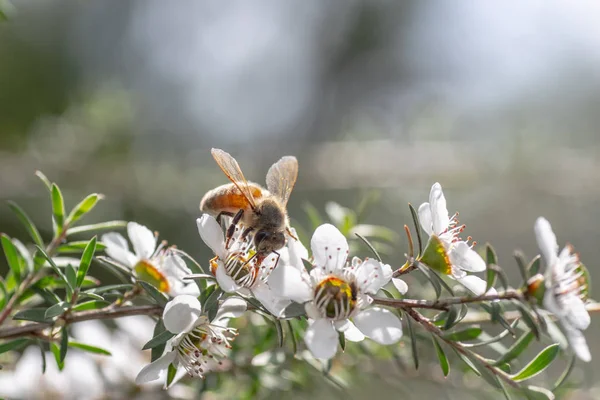 Nieuw Zeeland Mankua Bloem Waaruit Bijen Manuka Honing Met Geneeskrachtige Stockafbeelding