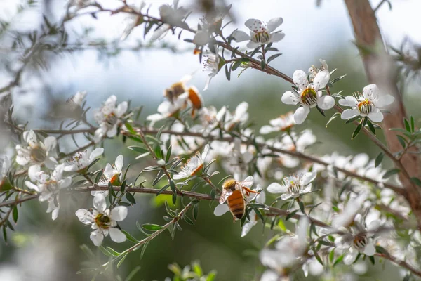Bijen Nieuw Zeeland Mankua Bloem Waaruit Bijen Manuka Honing Met Stockfoto