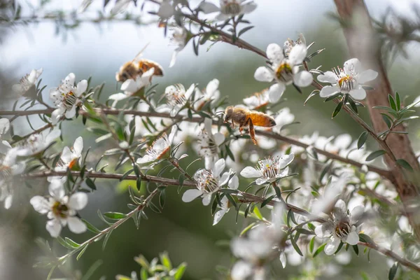 Nieuw Zeeland Mankua Bloem Waaruit Bijen Manuka Honing Met Geneeskrachtige Rechtenvrije Stockfoto's