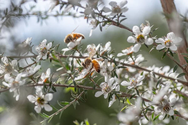 新西兰曼夸花 蜜蜂从中制作具有药用价值的马努卡蜂蜜 免版税图库照片