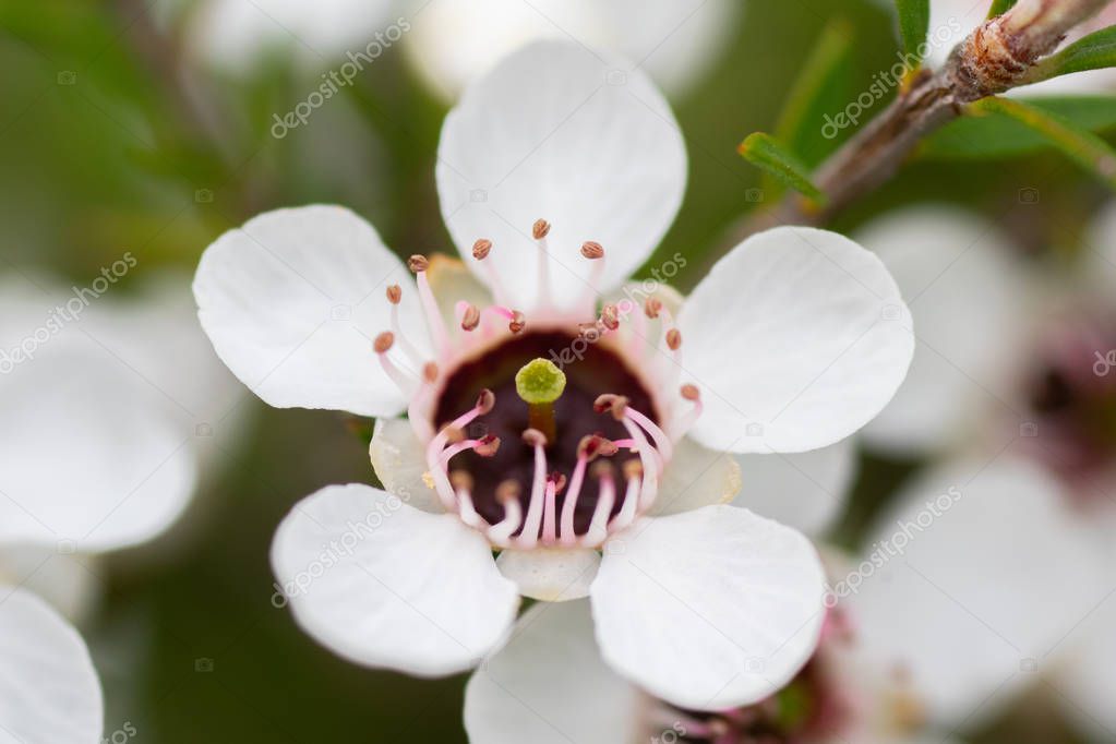 New Zealand Mankua Flower from which bees make Manuka honey with medicinal properties 