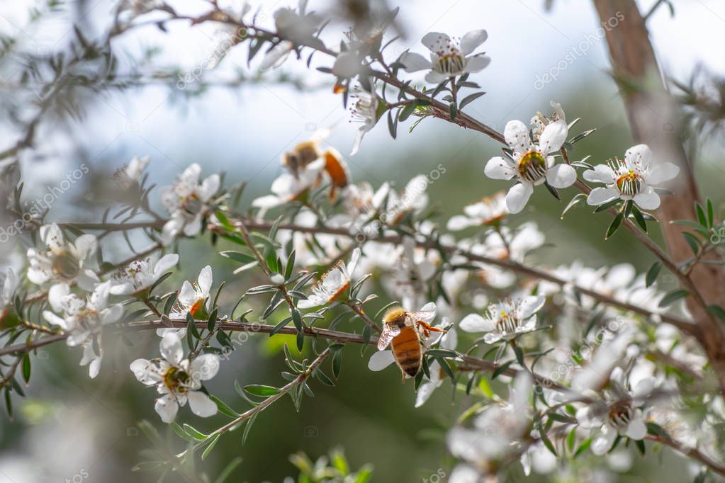 Bees on New Zealand Mankua Flower from which bees make Manuka honey with medicinal properties 