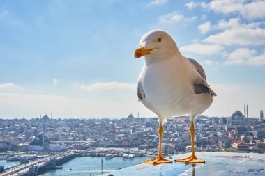 Istanbul 'un arka plan üzerinde martı.