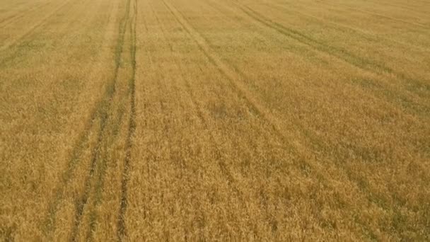 Vuelo Aéreo Sobre Campo Trigo — Vídeos de Stock