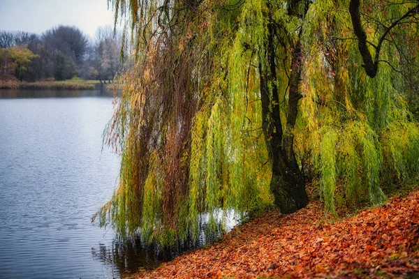 Paisaje de otoño. Sauce grande que crece en las orillas de un estanque en un parque. Follaje dorado . Fotos De Stock