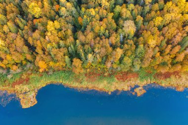 Sonbahar manzarası. Orman ve nehir. Havadan görünüm.