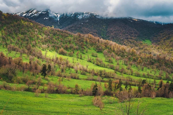 Beau paysage de montagne d'automne, arbres sans feuillage poussant sur une colline verdoyante de la montagne, dont le sommet enneigé est caché dans les nuages . — Photo