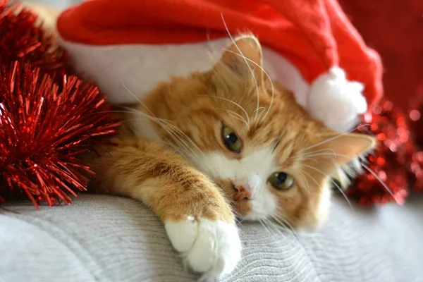 Oranžové Kočky Pet Vánoční Čepice — Stock fotografie