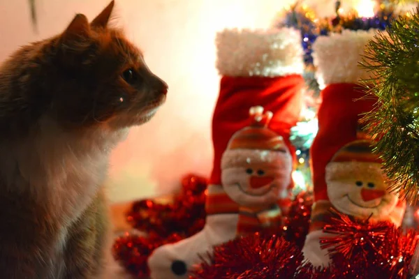 Kočka Domácí Vánoční Čas — Stock fotografie