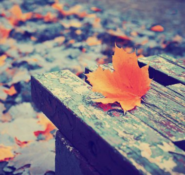 parlak sonbahar akçaağaç yaprağı üzerinde Park ahşap Bank 