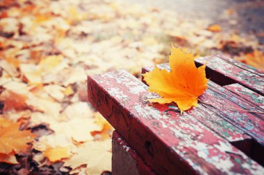 parlak sonbahar akçaağaç yaprağı üzerinde Park ahşap Bank 