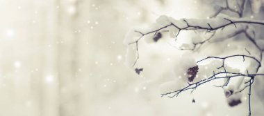 donmuş dalları ile kar closeup görünümü