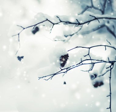 donmuş dalları ile kar closeup görünümü