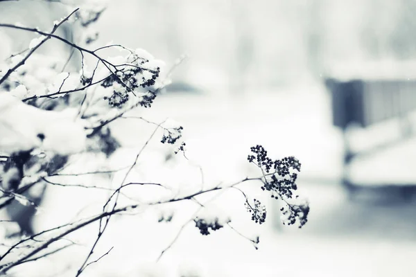 눈으로 얼어붙은 나뭇가지의 — 스톡 사진