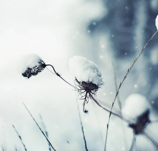 Vista Close Ramos Congelados Com Neve — Fotografia de Stock