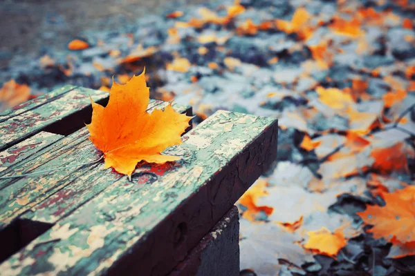 Λαμπρό Φθινόπωρο Φύλλο Σφενδάμνου Ξύλινο Παγκάκι Στο Πάρκο — Φωτογραφία Αρχείου
