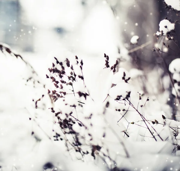 Vista Cerca Ramas Congeladas Con Nieve — Foto de Stock