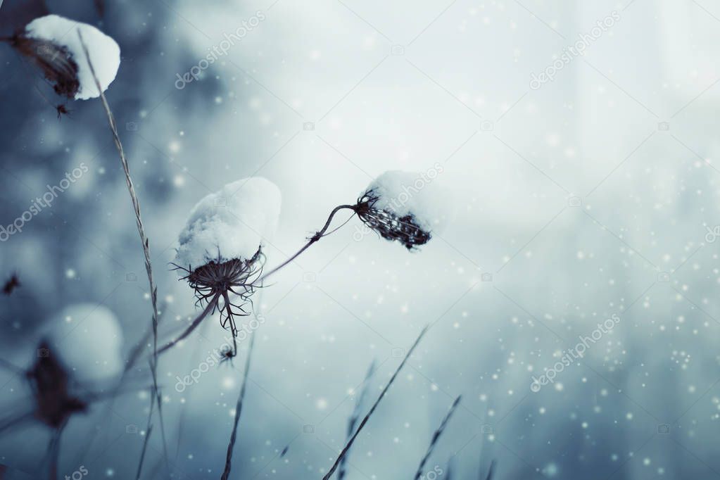 closeup view of frozen branches with snow