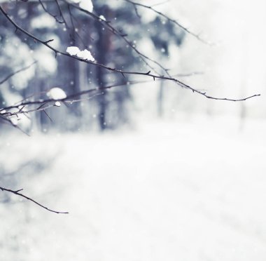 donmuş dalları ile kar closeup görünümü