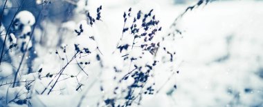 donmuş dalları ile kar closeup görünümü