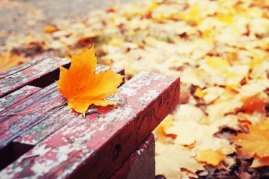 parlak sonbahar akçaağaç yaprağı üzerinde Park ahşap Bank 