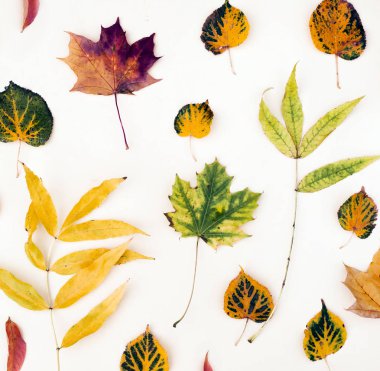 Sonbaharın üstten görünüm beyaz arka plan üzerinde yerleştirilen yaprakları