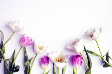 portre üzerinde kopya alanı ile beyaz arka plan üzerinde güzel ihale laleler