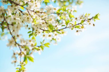 Arka plan bulanık üzerinde güzel çiçek açan çiçekler