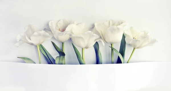 Gros Plan Sur Belles Tulipes Tendres Sur Fond Blanc Avec — Photo