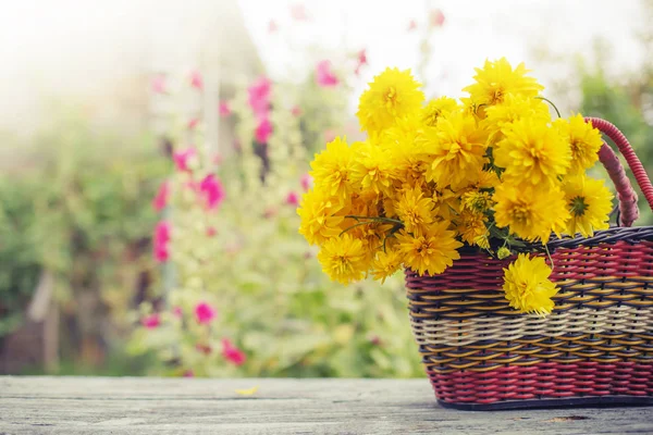 Bright Yellow Chrysanthemums Basket Outdoors — Stock Photo, Image