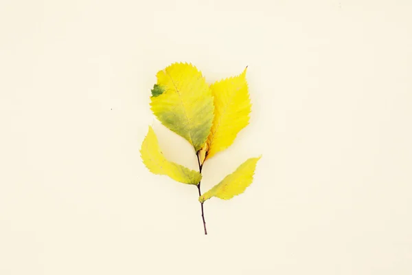 秋の葉の上面はベージュ色の背景上に配置 — ストック写真