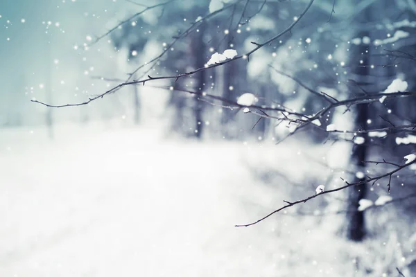 Vista Ravvicinata Dei Rami Ghiacciati Con Neve — Foto Stock