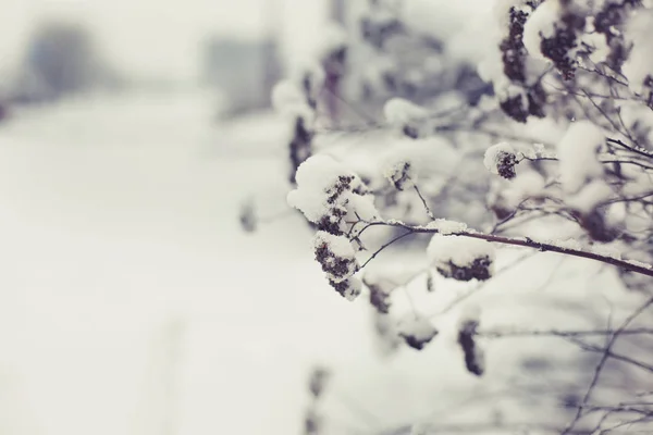 Vista Cerca Ramas Congeladas Con Nieve —  Fotos de Stock