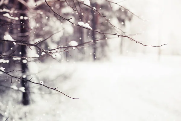 눈으로 얼어붙은 나뭇가지의 — 스톡 사진