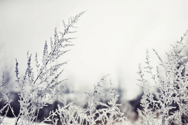 Vista Cerca Ramas Congeladas Con Nieve —  Fotos de Stock