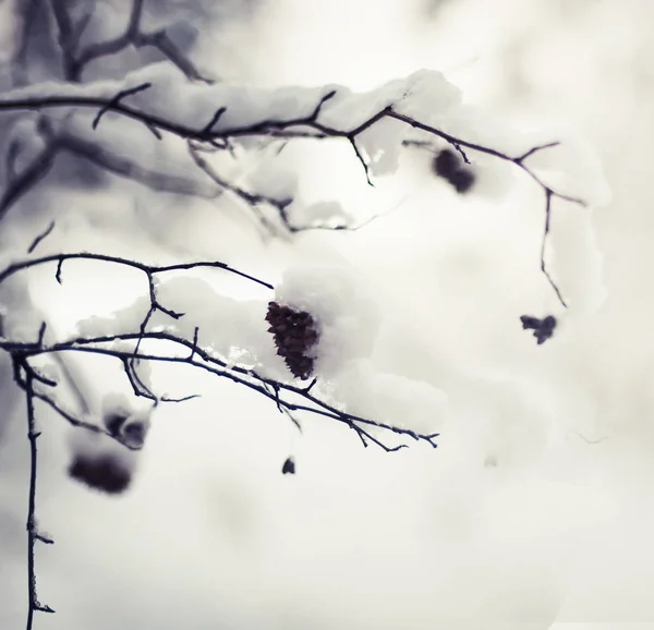 Vista Cerca Ramas Congeladas Con Nieve — Foto de Stock