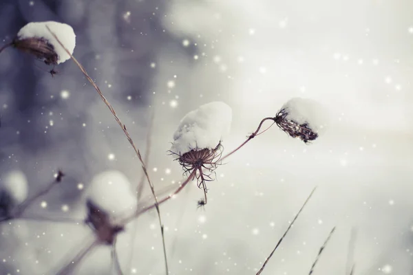 雪で冷凍の枝のクローズ アップ ビュー — ストック写真
