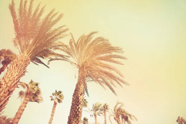 Scenic View Beautiful Palm Trees Sky — Stock Photo, Image