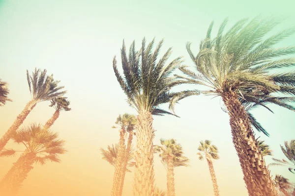 Scenic View Beautiful Palm Trees Sky — Stock Photo, Image
