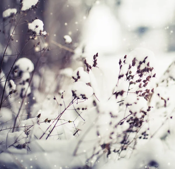 Nahaufnahme Gefrorener Äste Mit Schnee — Stockfoto