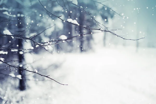 Крупный План Замерзших Ветвей Снегом — стоковое фото