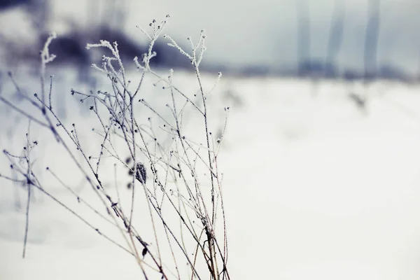 Vista Ravvicinata Dei Rami Ghiacciati Con Neve — Foto Stock