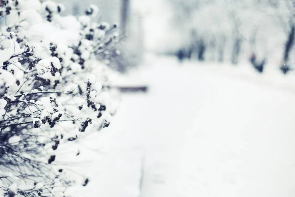 Vue Rapprochée Des Branches Gelées Avec Neige — Photo