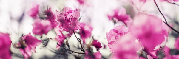 Schöne Blühende Blumen Auf Verschwommenem Hintergrund — Stockfoto