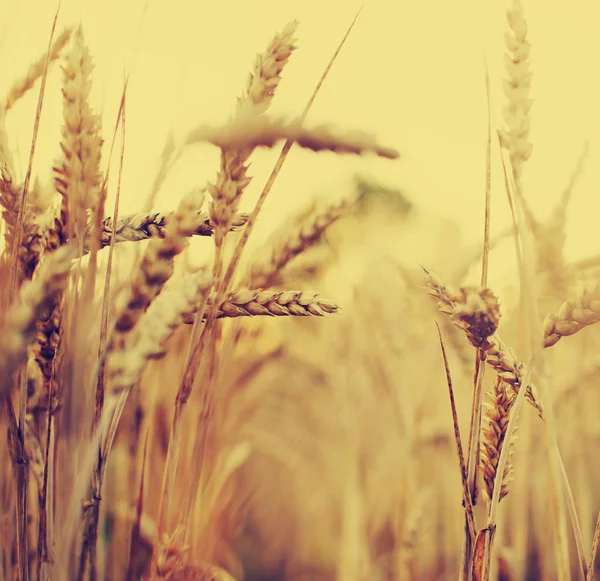 Поле Золотого Урожая Колосьев Пшеницы — стоковое фото
