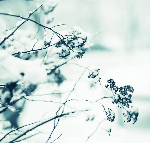 Vista Ravvicinata Dei Rami Ghiacciati Con Neve — Foto Stock