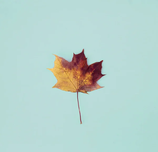 秋の葉の上面が青色の背景色の上に配置 — ストック写真