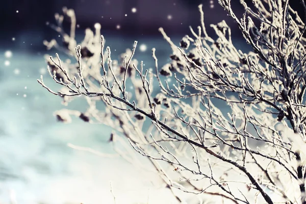 Vue Rapprochée Des Branches Gelées Avec Neige — Photo