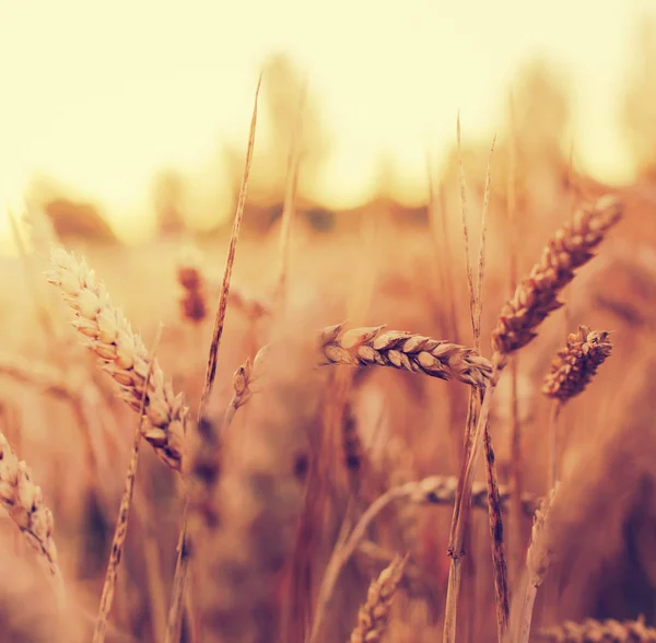Поле Золотого Врожаю Пшеничних Вух — стокове фото