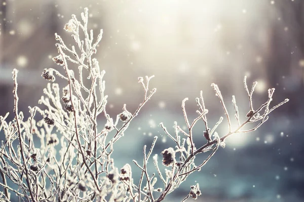 Vista Cerca Ramas Congeladas Con Nieve — Foto de Stock